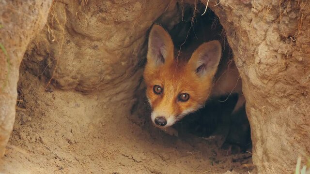 Red fox family wild animal nature hunter food