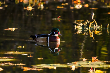 Striking wood duck drake floating in a calm lake with autumn leaves on the surface and a golden...