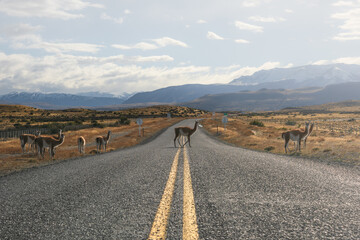 Interesting wildlife appeared on the highway, located in the Patagonian Plateau in Chile, South...