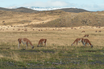 Sheeps herd grazing at sheepfarm on the road to Torres del Paine in Patagonia chilena - Travel wanderlust concept with nature wonder in Chile south america - Warm saturated filter on enhance sunflare