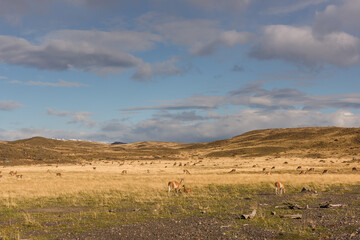 Sheeps herd grazing at sheepfarm on the road to Torres del Paine in Patagonia chilena - Travel wanderlust concept with nature wonder in Chile south america - Warm saturated filter on enhance sunflare