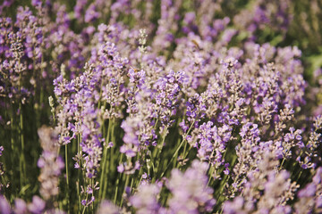 Selective focus on lavender flower in flower garden. Beautiful detail of a lavender.