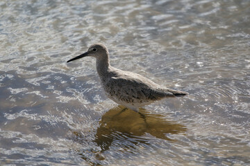 sandpiper wading in brackish water in Merritt island wildlife refuge