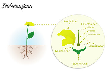 Pflanzen - Blütenaufbau