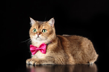 British Shorthair cat wearing bow tie and lying down against black backround