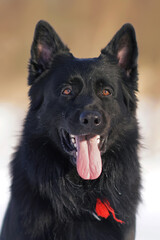 The portrait of a happy long-haired black German Shepherd dog posing outdoors in winter