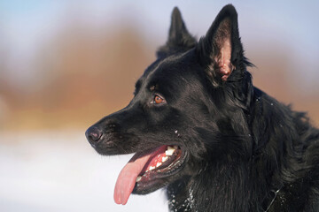 The portrait of a long-haired black German Shepherd dog posing outdoors in winter