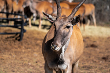 Naklejka na ściany i meble antelope in a safari park