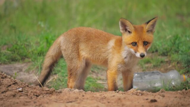Red fox family wild animal nature hunter food