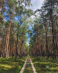 path in the forest