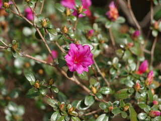 Azalée Rhododendron