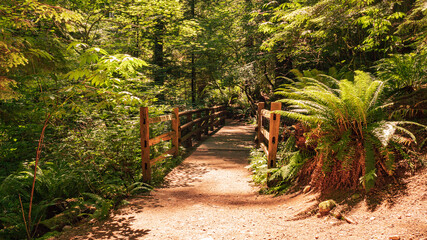 Sunlight highlights footbridge on shady Capilano Pacific forest trail in BC, Canada