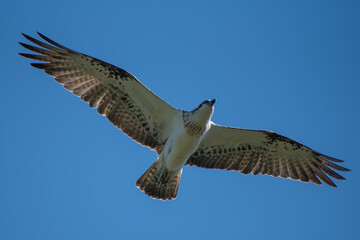Osprey in flight
