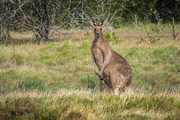 Naklejka na ściany i meble A kangaroo poses for the camera 
