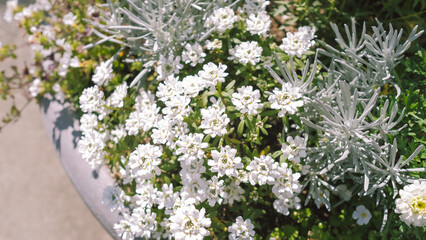flowers on the ground