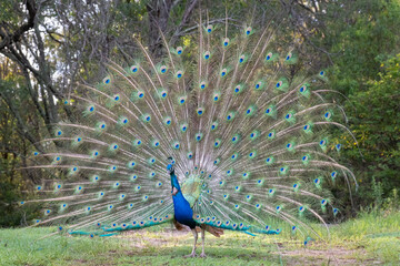 peacock with feathers out
