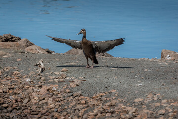 duck with wings spread