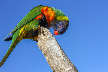 rainbow lorikeet parrot
