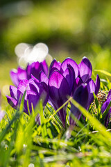 couple beautiful purple crocus flowers blooming under the sun on the green grass field in the park
