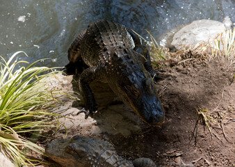 the alligator is going out of the water