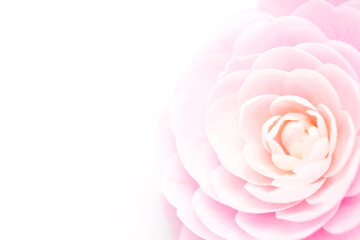 椿、ピンクの花、背景、クローズアップ