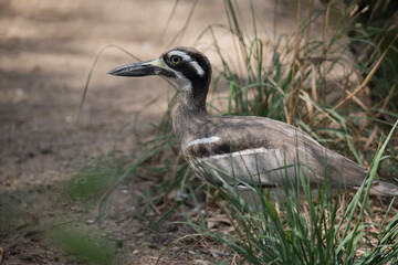 Obraz na płótnie Canvas the bush stone curlew is walking out of the tall grass into a clearing
