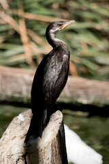 the darter is a water bird