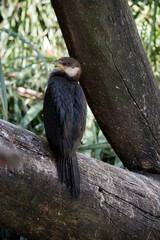 the darter is perched in a tree