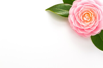 Fototapeta premium 椿、ピンクの花、白背景、コピースペース、和風