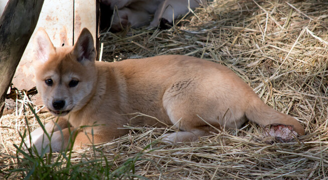 Dingo Bilder Durchsuchen 4,248 Archivfotos, und Videos