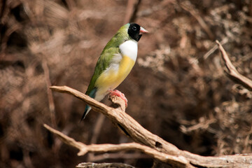 the gouldian finch is perched on a branch