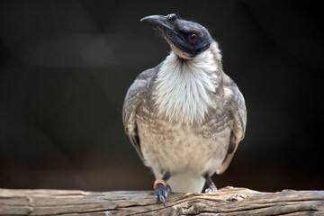 the noisy frair bird is perched on a log