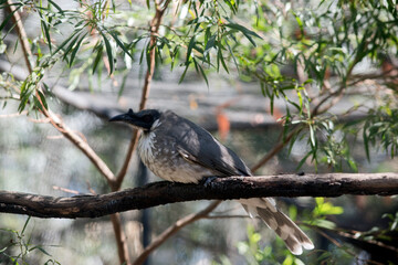 this is a side view of a frair bird