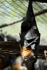 the fruit bat hangs upside down