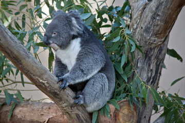 the koala is a grey and white marsupial with fluffy ears