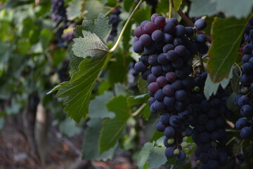 Vineyard of grapes
