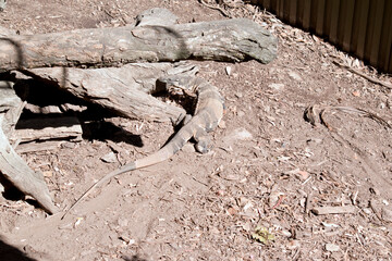 the lace lizard is a large lizard