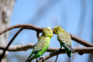 the two parakeets are perched on a branch