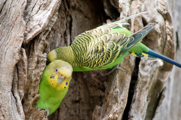 the budgerigars are preening each other