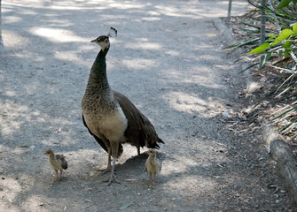 the peahen is walking her chicks around the park