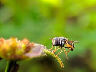 bee on a flower