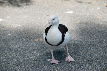 Fototapeta premium the radjah shelduck is walking on the path