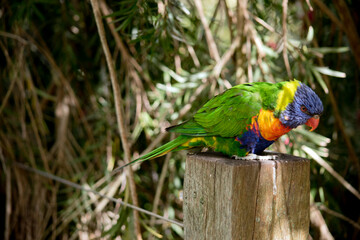 this is a side view of a rainbow lorikeet