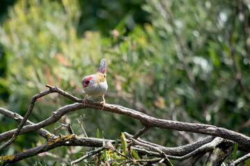 the red browed finch is perched on a branch