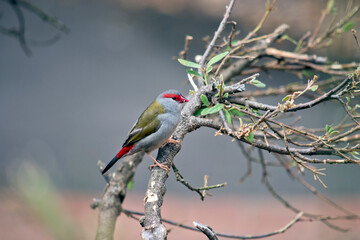 the red browed finch is perched in a bush