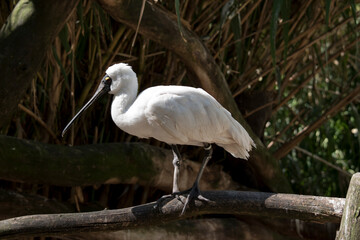 this is a side view of a royal spoonbill