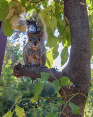 squirrel in tree.squirrel eating nut on a tree