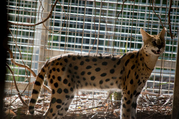 this is a side view of a serval