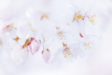 桜イメージ