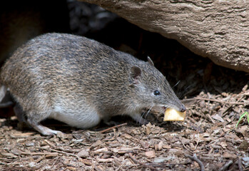 this is a side view of a Southern brown bandicoot